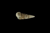 藏品(栓海蜷)的圖片